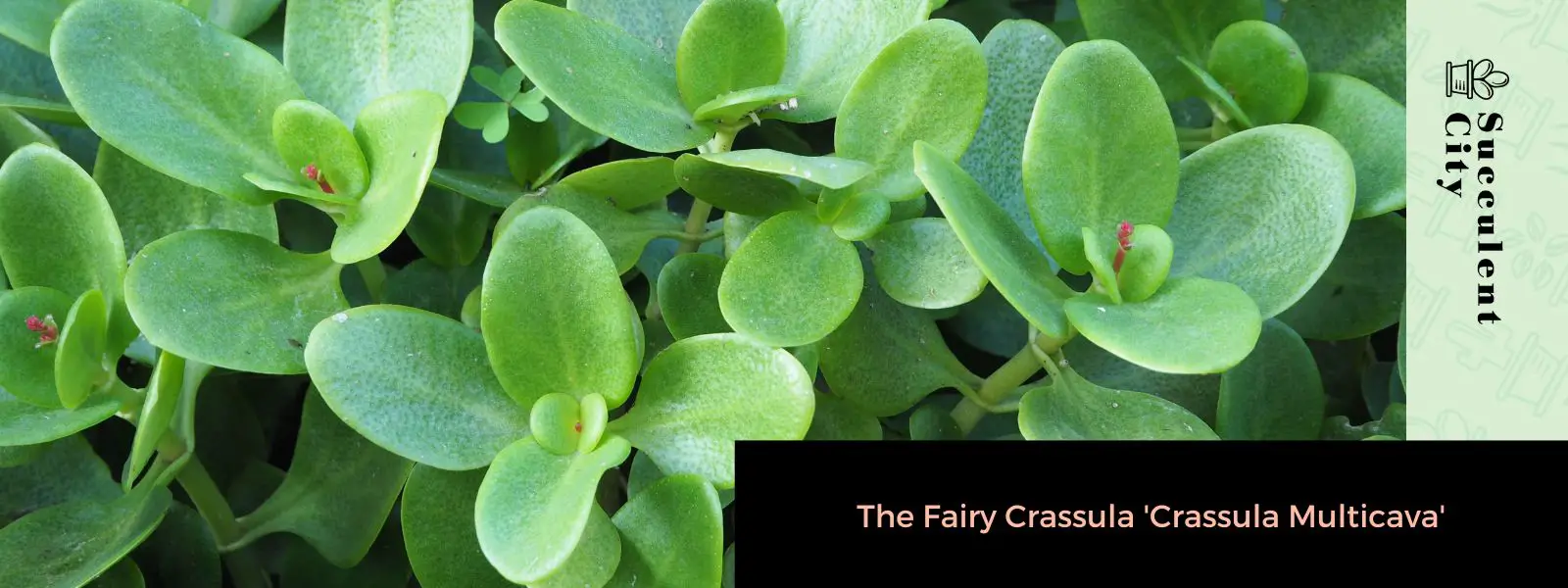 El hada crassula 'Crassula Multicava' El hada crassula 'Crassula Multicava'