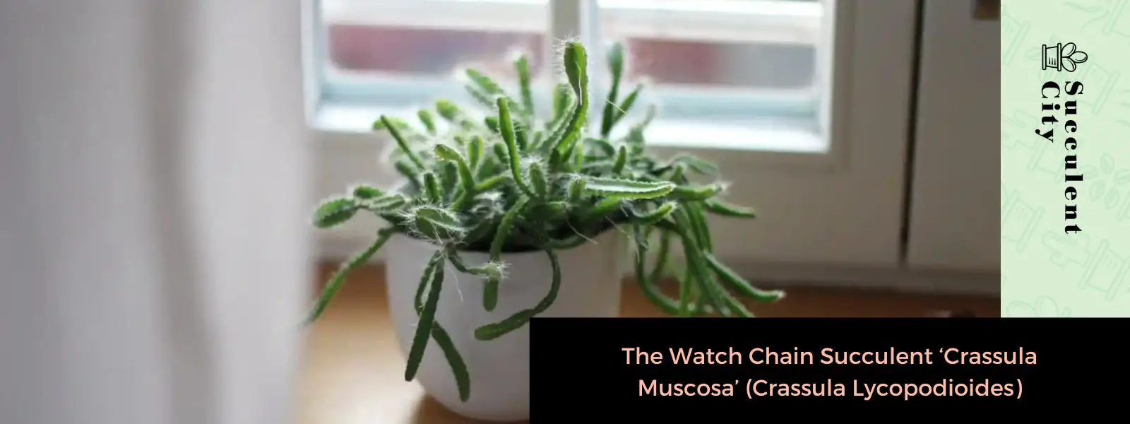 Crassula Muscosa (“Cadena de reloj” Suculenta/La Crassula cola de rata/…) Crassula Muscosa (“Cadena de reloj” Suculenta/La Crassula cola de rata/…)