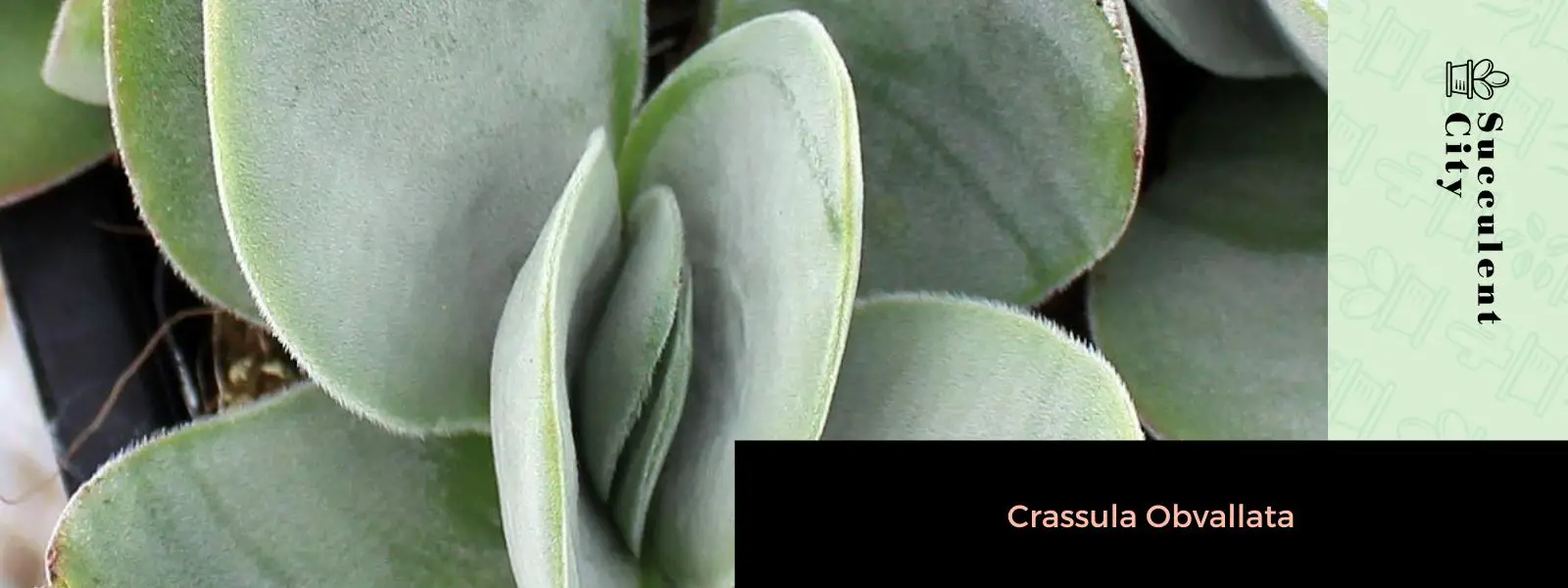Crassula obvallata