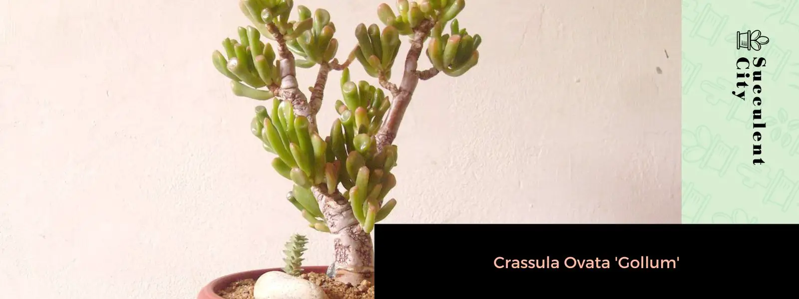 Crassula Ovata 'Gollum' Crassula Ovata 'Gollum'