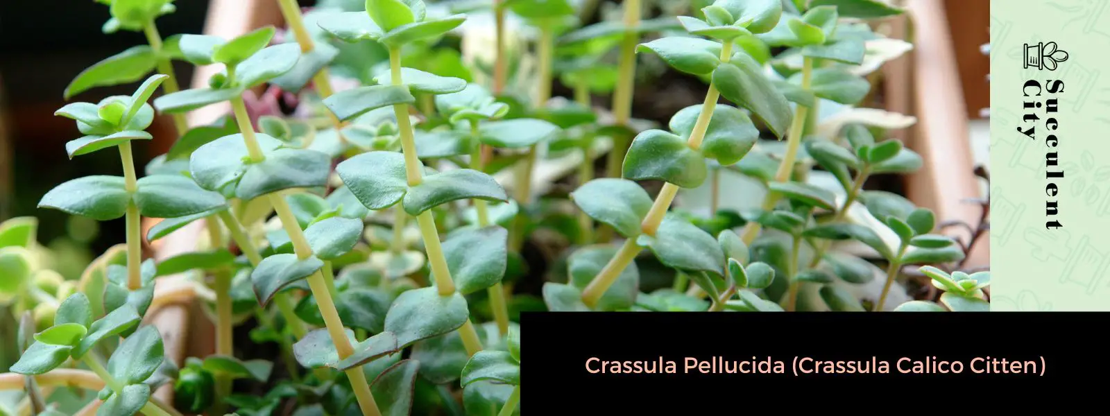 Crassula Pelucida (Crassula Calico Citten)