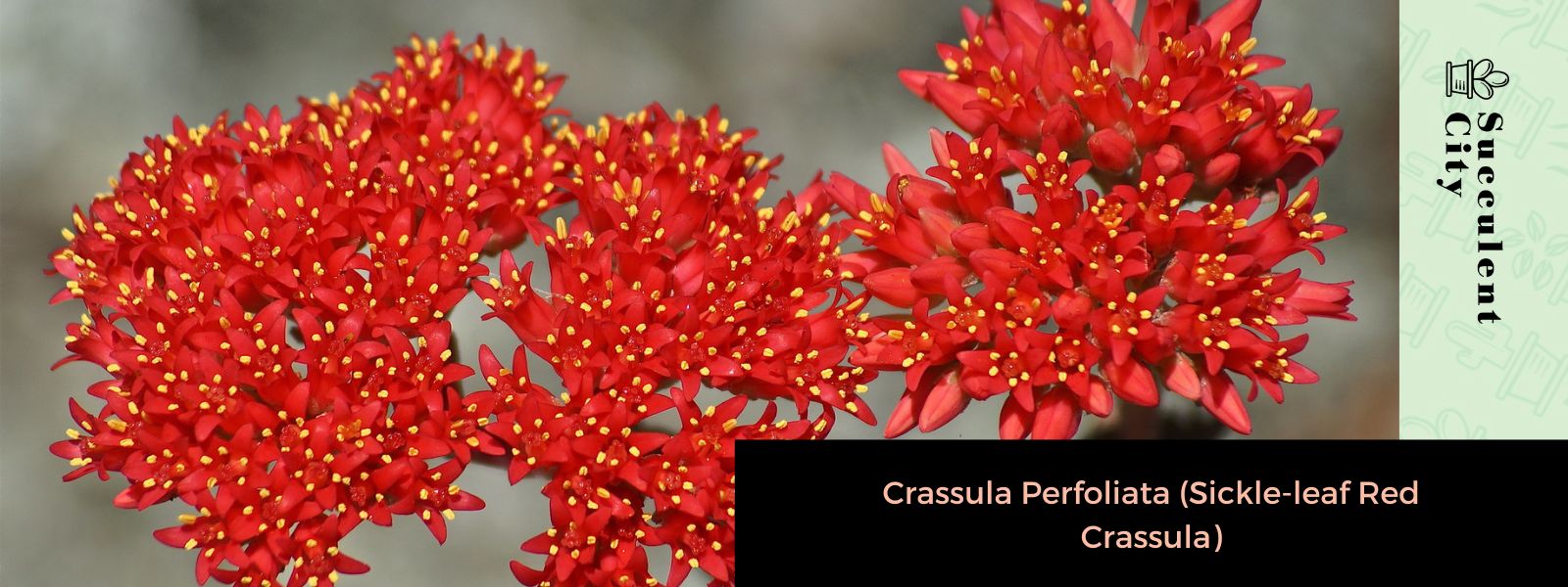 Crassula perfoliata (Crassula de hoja falciforme)