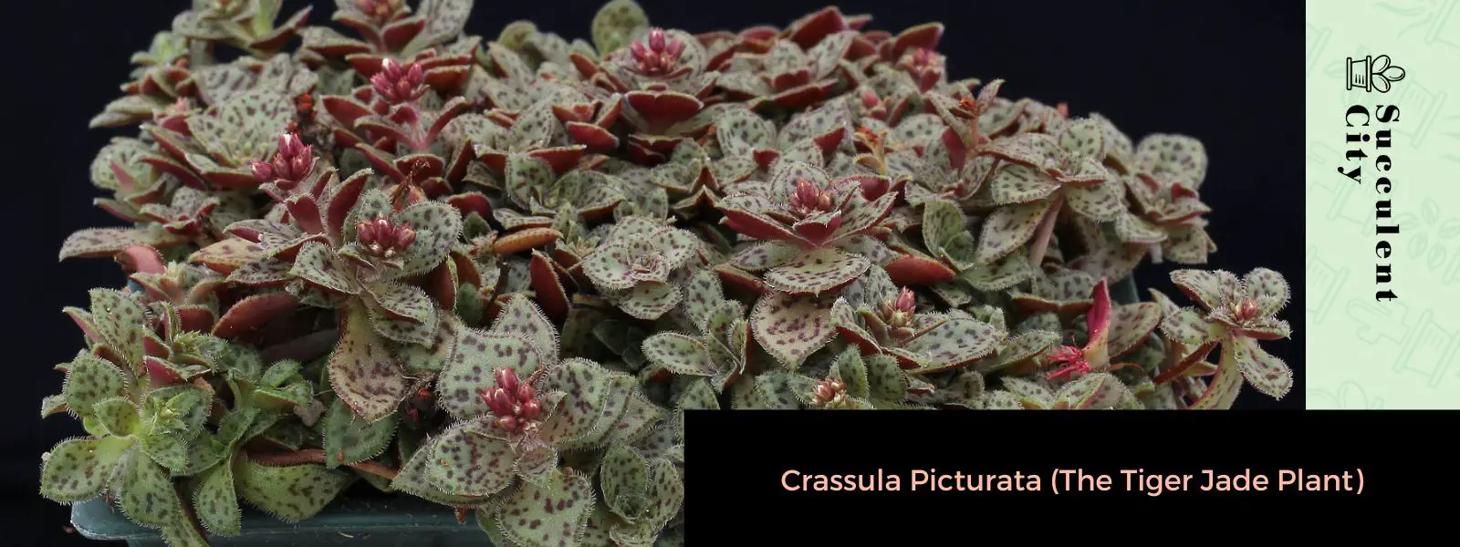 Crassula picturata – La planta de jade tigre