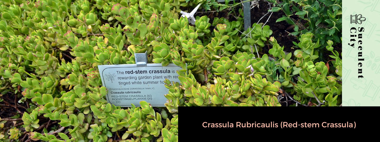 Crassula rubricaulis (Crassula de tallo rojo)