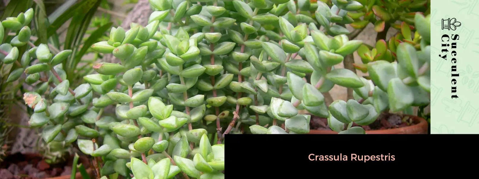 La enredadera del rosario 'Crassula Rupestris' La enredadera del rosario 'Crassula Rupestris'