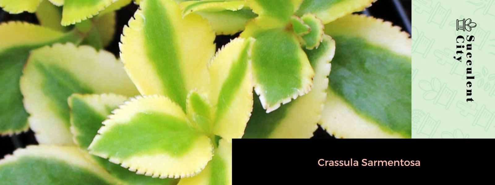 Crassula Sarmentosa (Planta de jade llamativa)