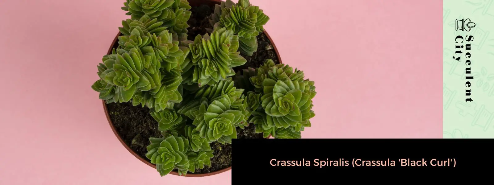 Crassula espiralis (Crassula 'Rizo Negro')