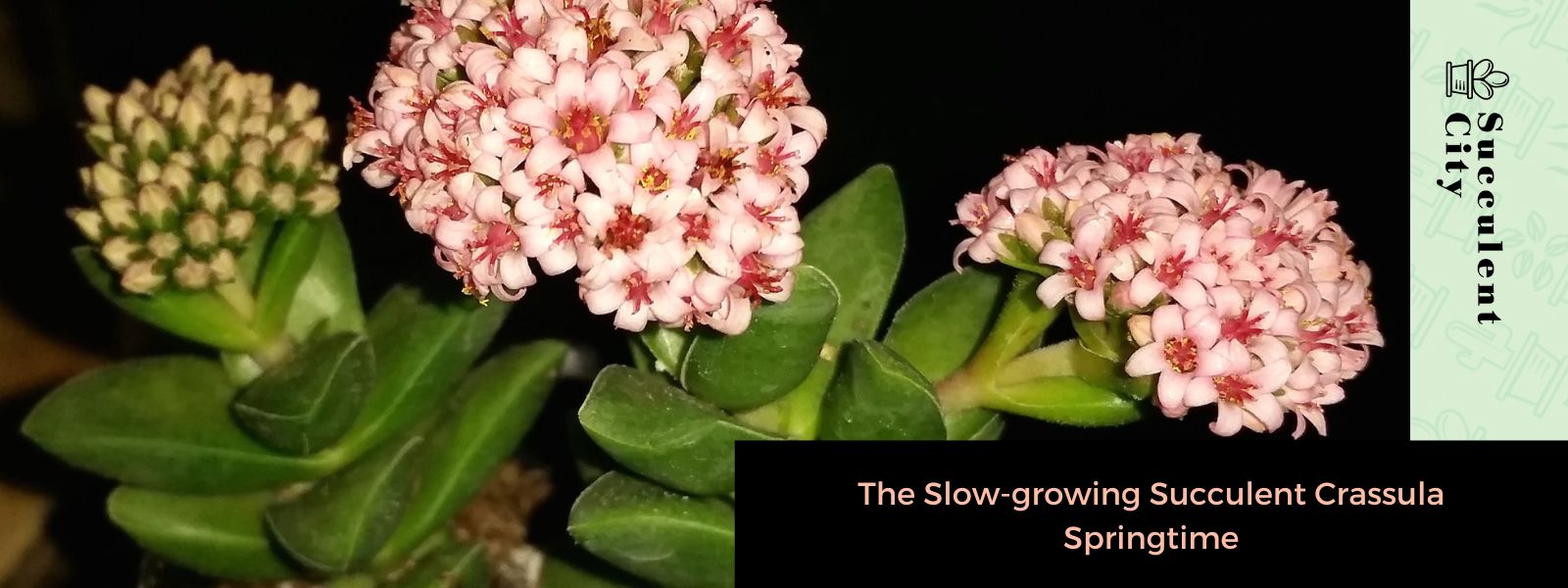 La suculenta de lento crecimiento “Crassula Springtime”