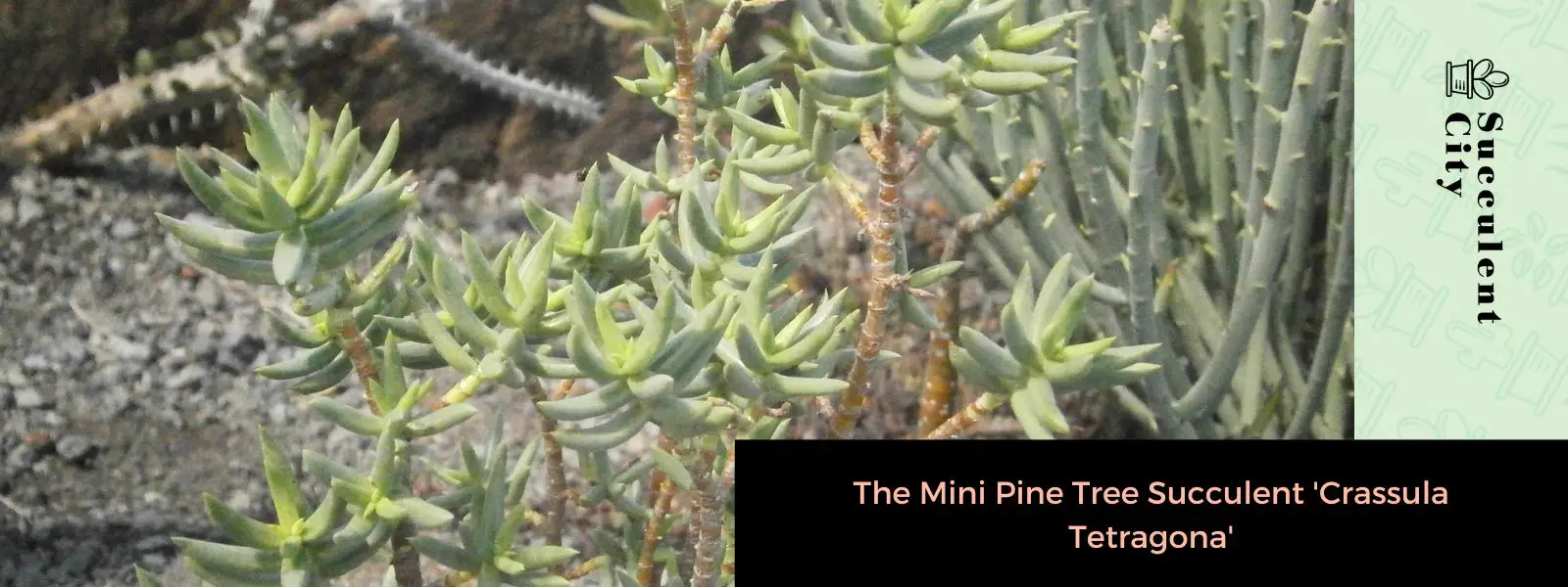 La mini suculenta de pino “Crassula Tetragona” La mini suculenta de pino “Crassula Tetragona”