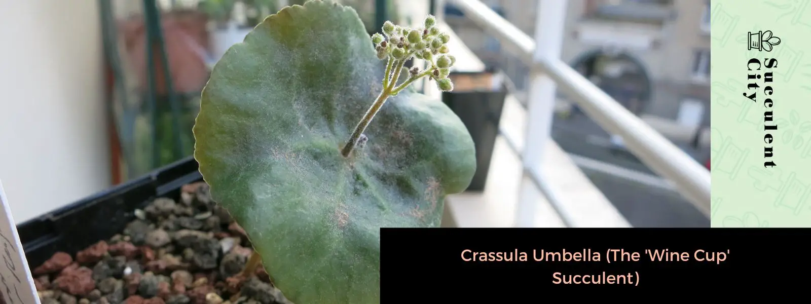 Crassula Umbella (La suculenta “Copa de vino”)