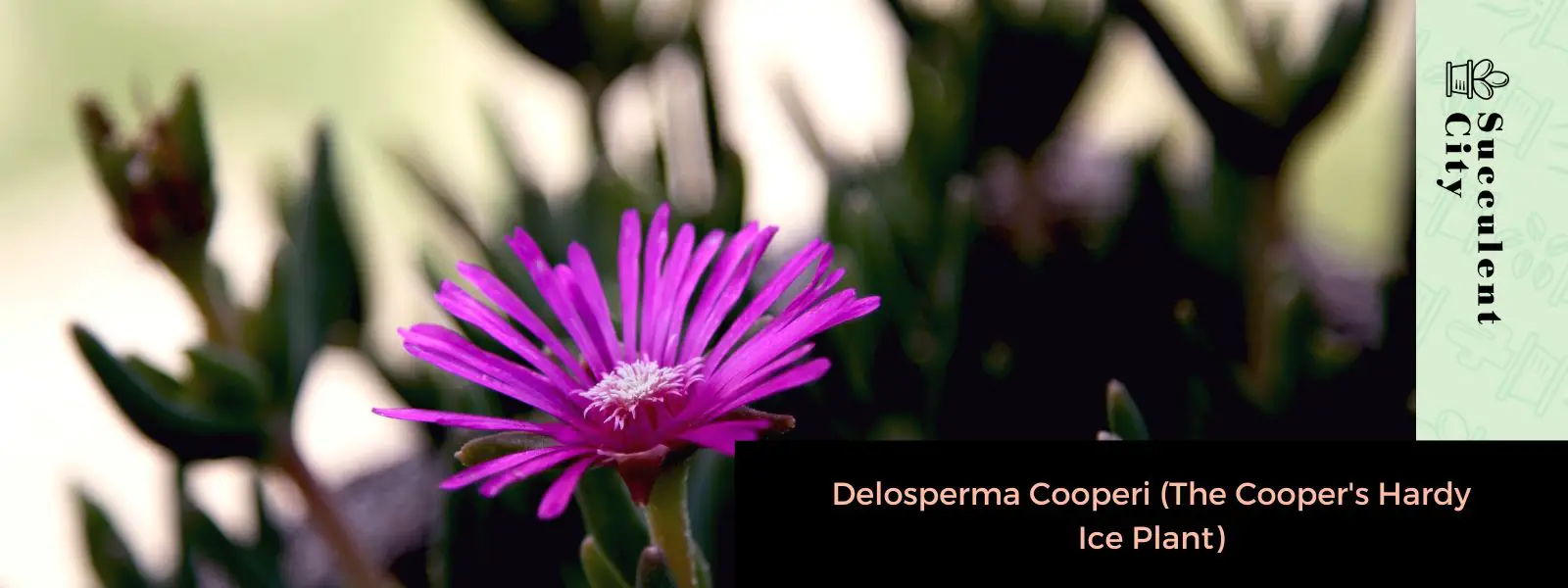 Delosperma Cooperi (La planta de hielo Cooper's Hardy) Delosperma Cooperi (La planta de hielo Cooper's Hardy)