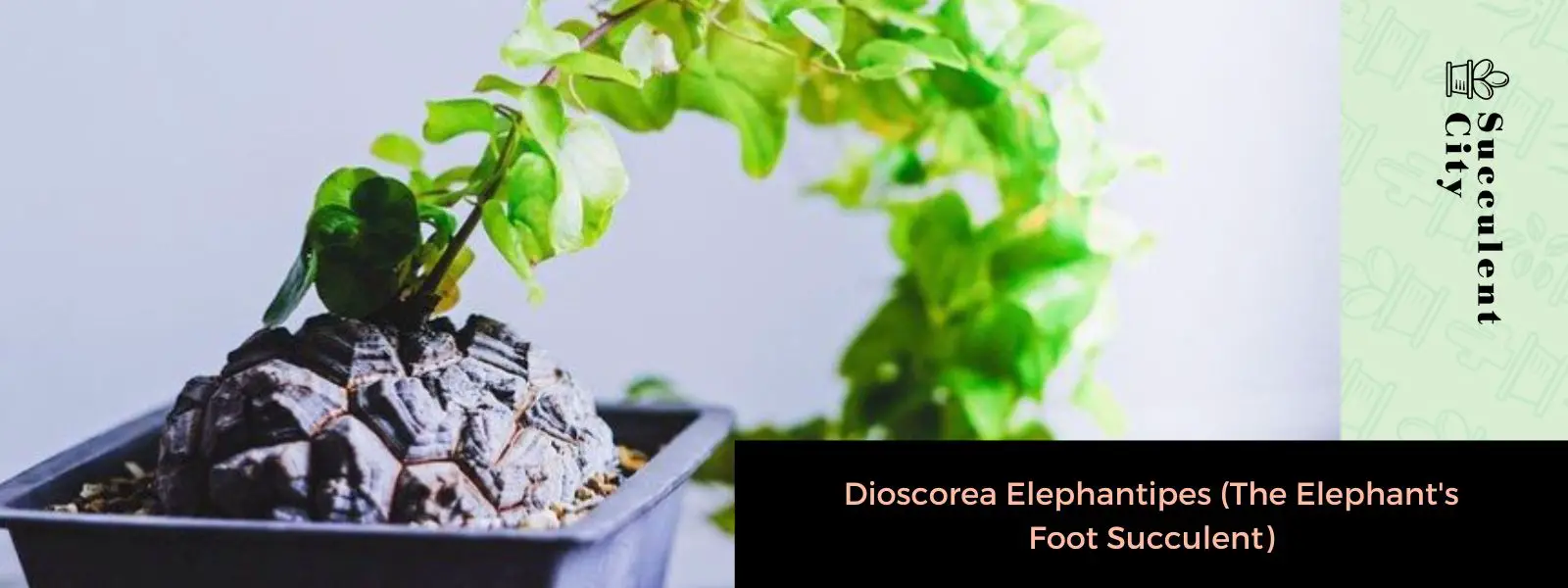 Dioscorea Elephantipes (La suculenta pata de elefante) Dioscorea Elephantipes (La suculenta pata de elefante)