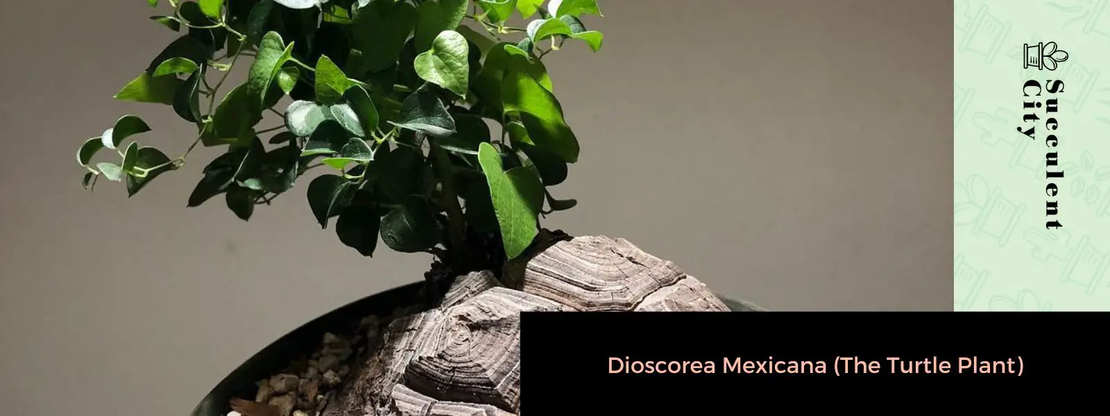 Dioscorea Mexicana (La Planta Tortuga)