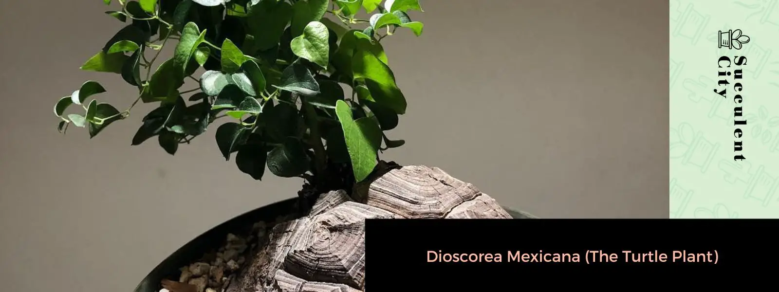 Dioscorea Mexicana (La Planta Tortuga) Dioscorea Mexicana (La Planta Tortuga)