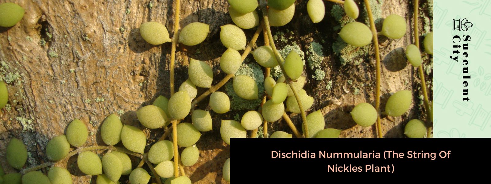 Dischidia Nummularia (La planta del cordón de níquel)