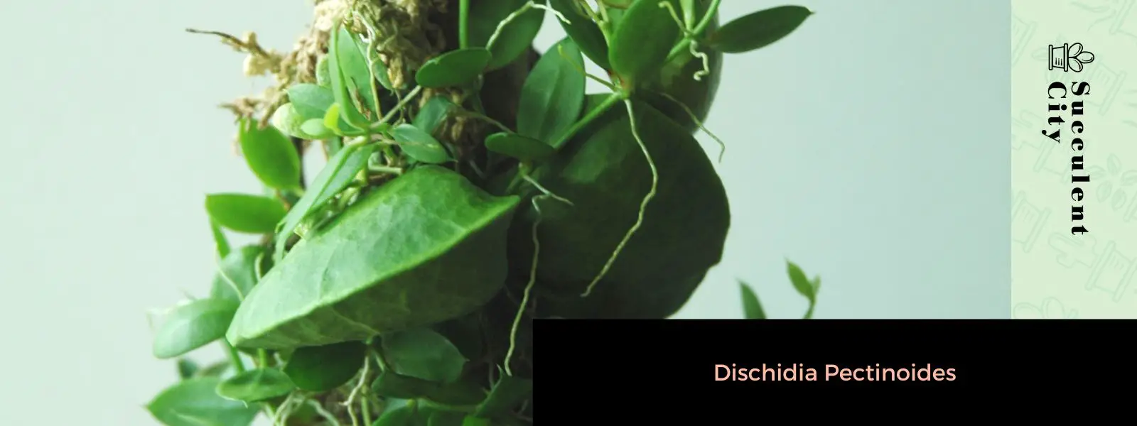 La planta hormiga 'Dischidia Pectinoides' La planta hormiga 'Dischidia Pectinoides'