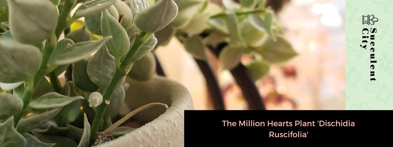 La planta del millón de corazones 'Dischidia Ruscifolia'