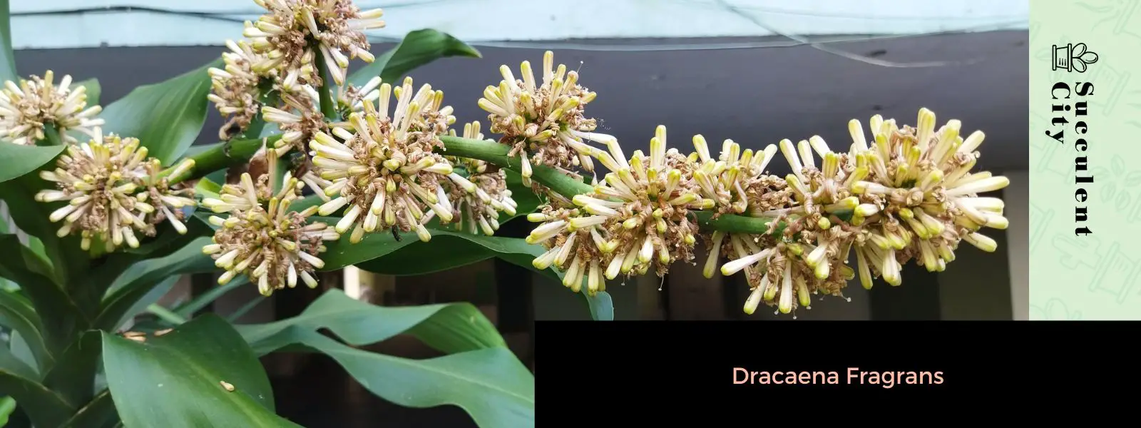 Dracaena Fragrans (La planta del maíz)