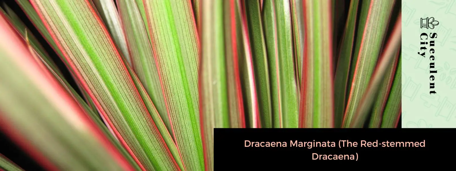 Dracaena Marginata (La Dracaena de tallo rojo) Dracaena Marginata (La Dracaena de tallo rojo)
