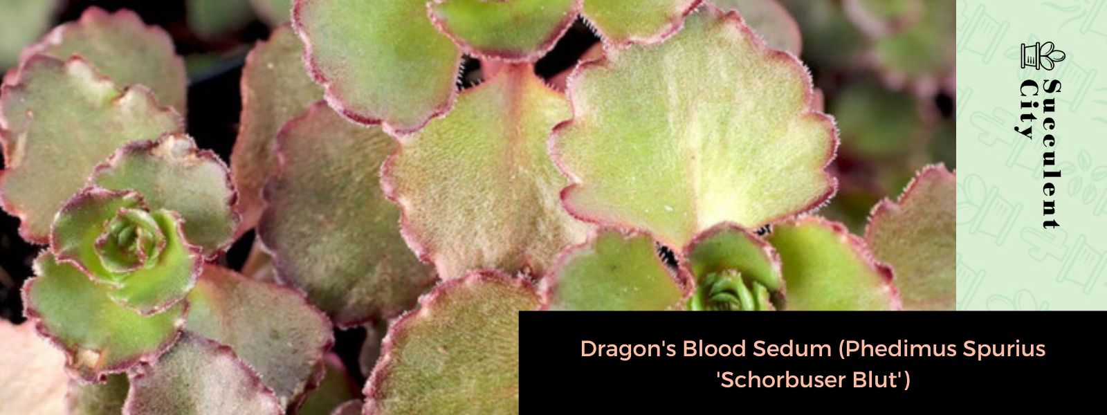 Sedum de sangre de dragón (Phedimus Spurius 'Schorbuser Blut')