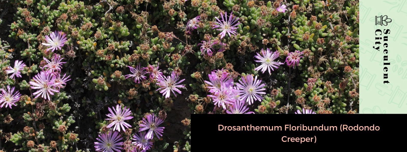 Drosanthemum floribundum (Enredadera de Rodondo)
