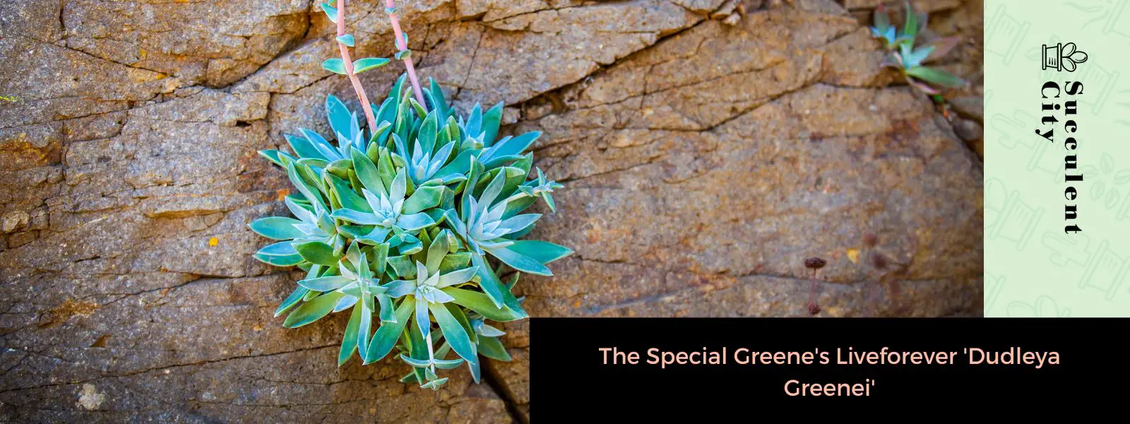 El especial Liveforever de Greene “Dudleya Greenei” El especial Liveforever de Greene “Dudleya Greenei”