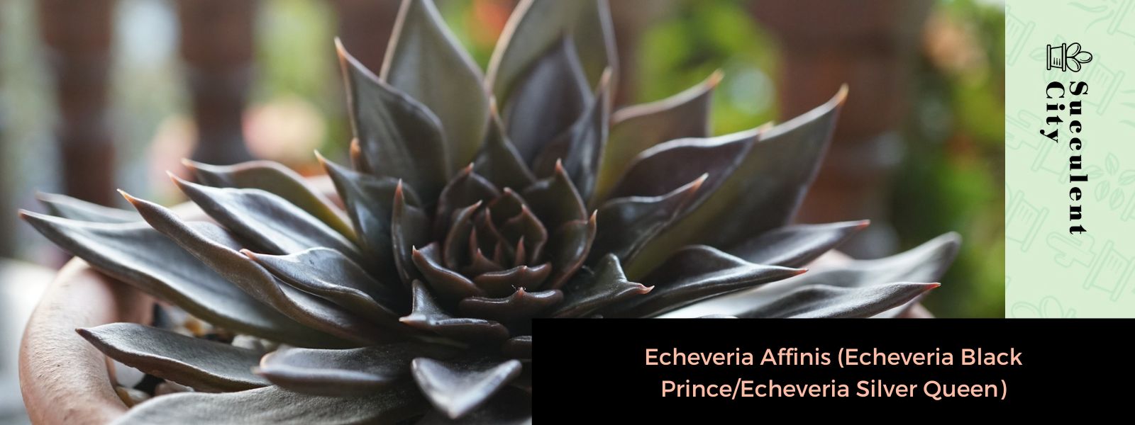 Echeveria Affinis (Echeveria Príncipe Negro/Echeveria Reina Plata)