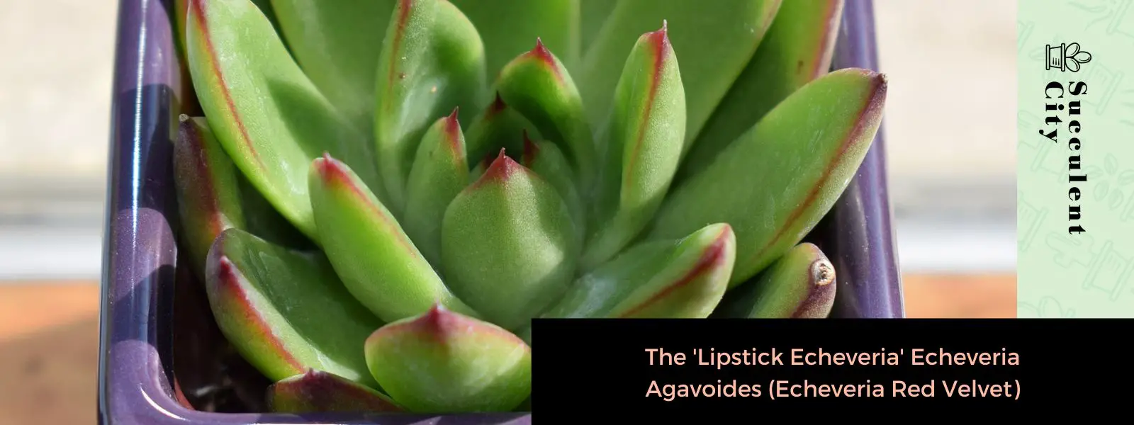 El “Lipstick Echeveria” Echeveria Agavoides (Echeveria Red Velvet)