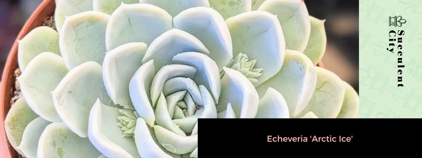 Echeveria 'Hielo Ártico'