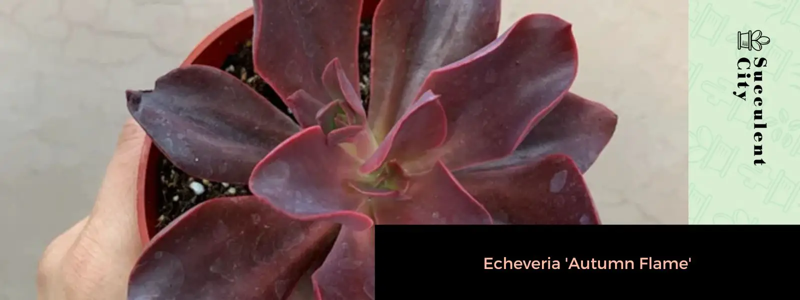 Echeveria Llama De Otoño Echeveria Llama De Otoño