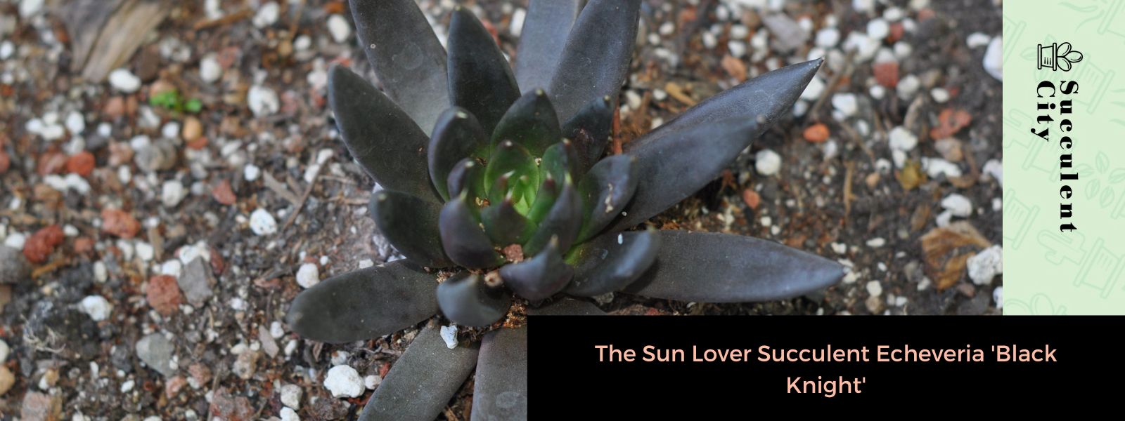 La suculenta Echeveria "Caballero Negro" amante del sol