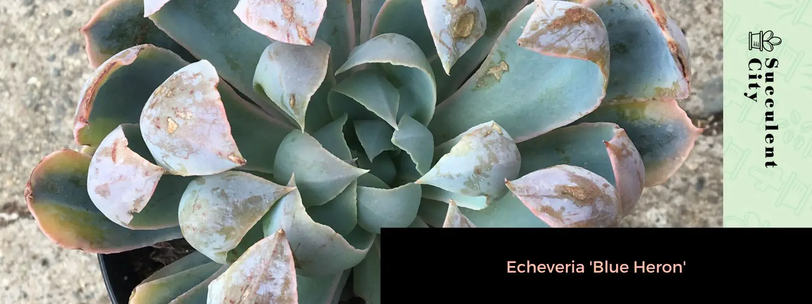 Echeveria “Garza Azul” Echeveria “Garza Azul”