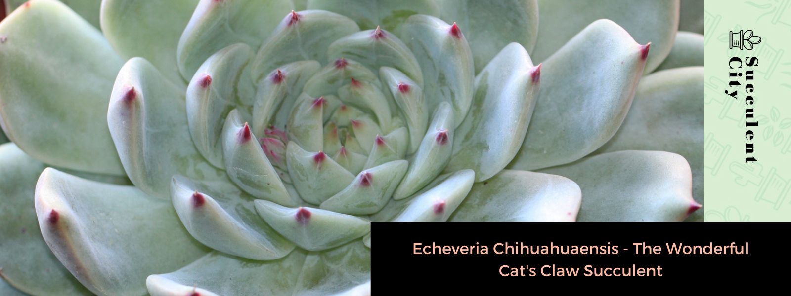 Echeveria Chihuahuaensis – La maravillosa suculenta uña de gato