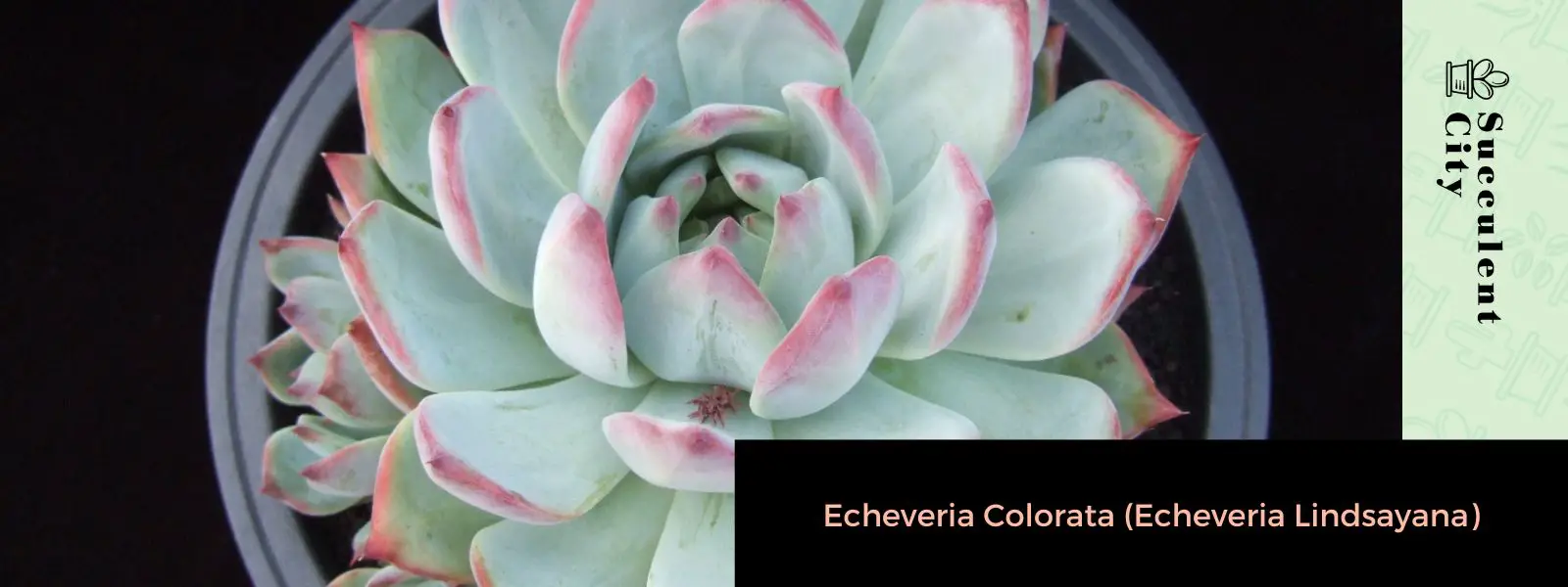 Echeveria colorada Echeveria colorada