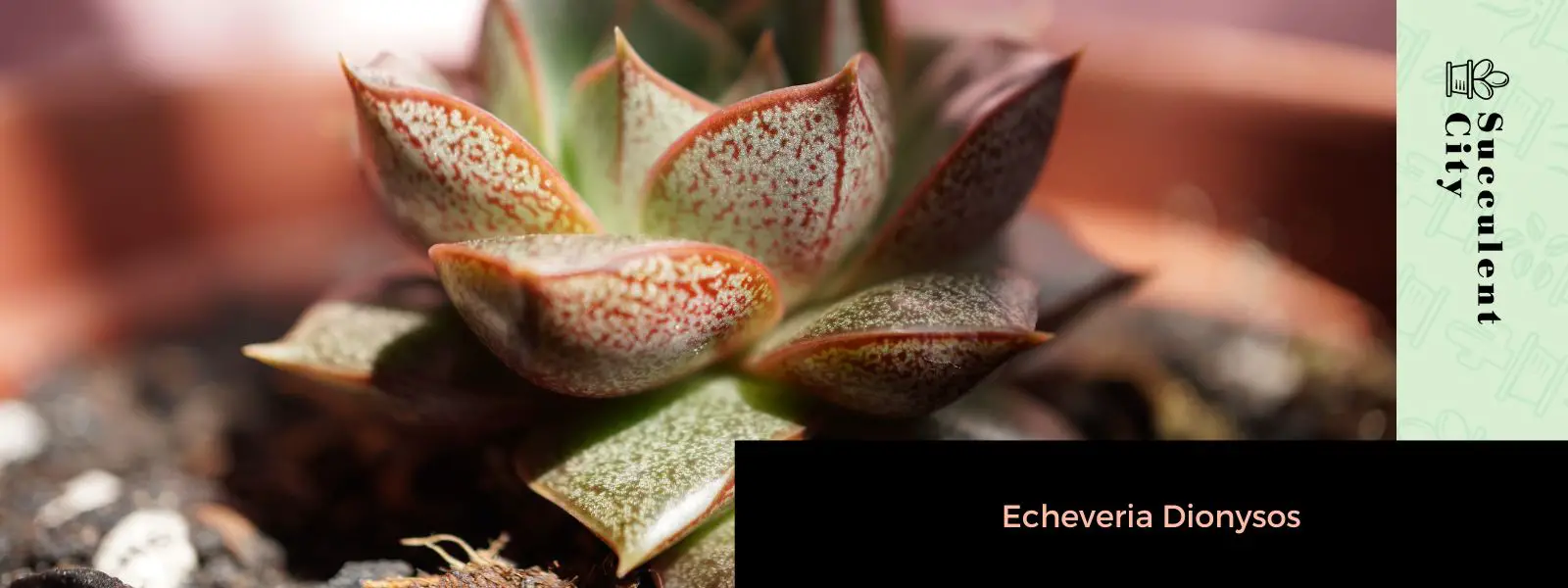 Echeveria Dioniso