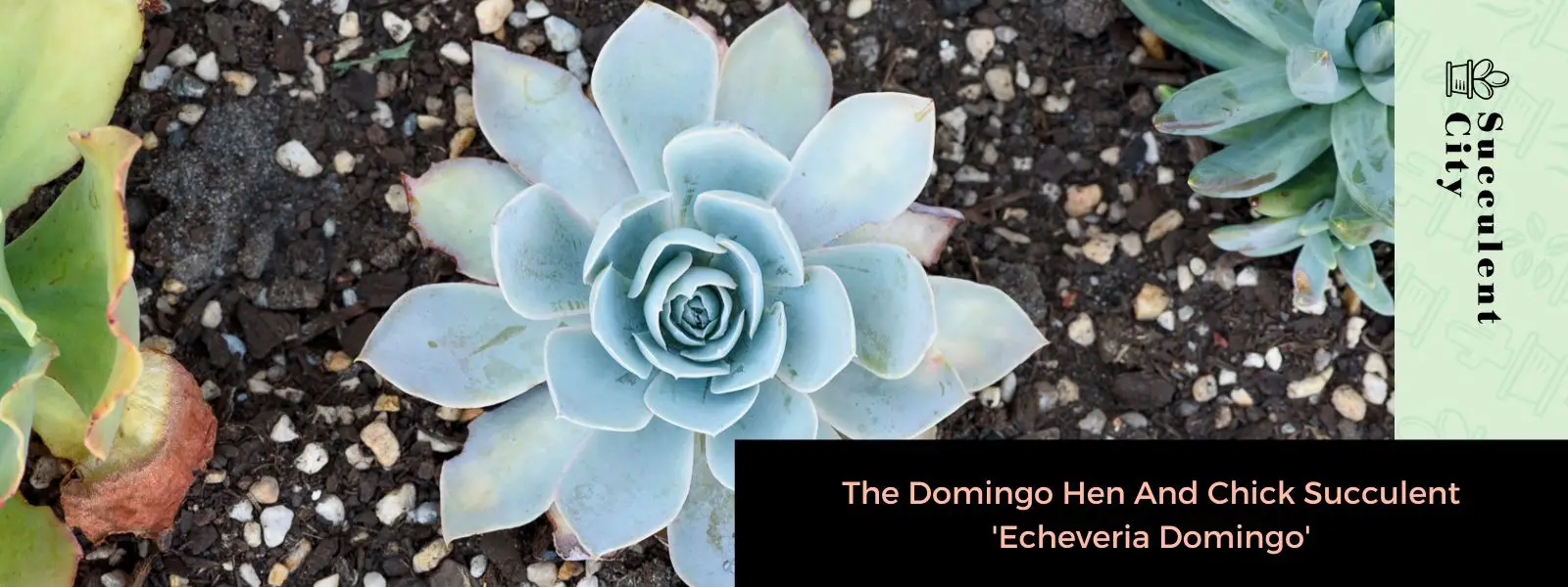 Echeveria Domingo Echeveria Domingo