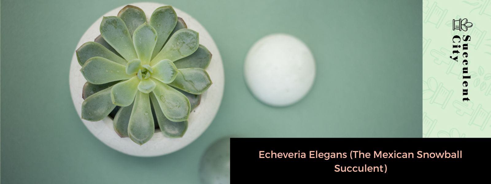 Echeveria Elegans (La bola de nieve mexicana)