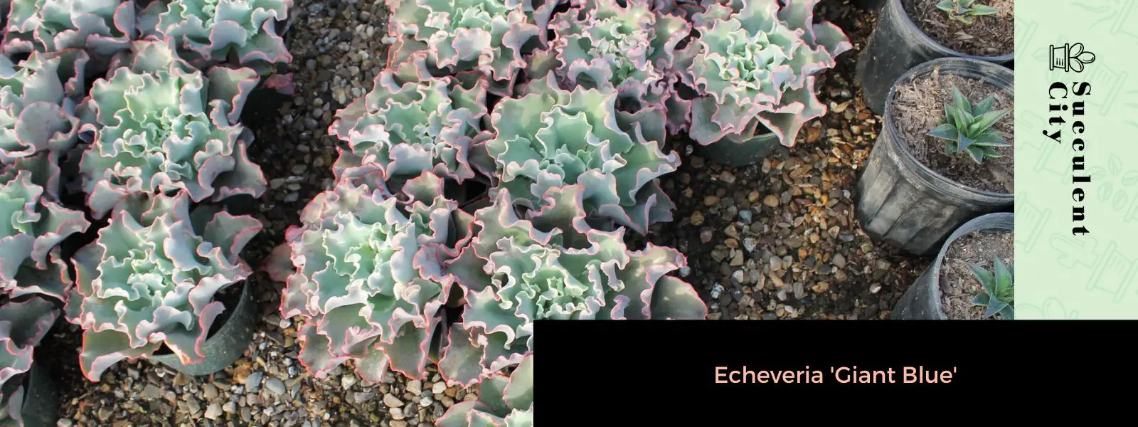 Echeveria 'Azul Gigante' Echeveria 'Azul Gigante'
