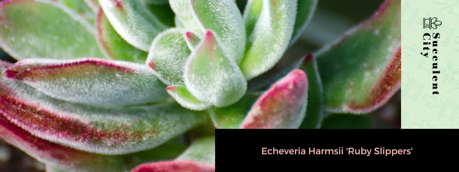 Echeveria harmsii 'Zapatilla de rubí'