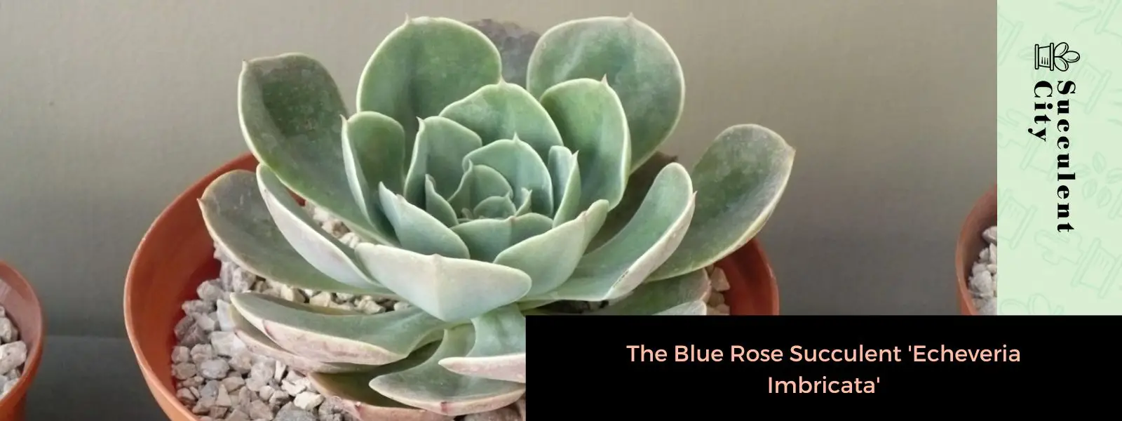 La suculenta rosa azul “Echeveria Imbricata”