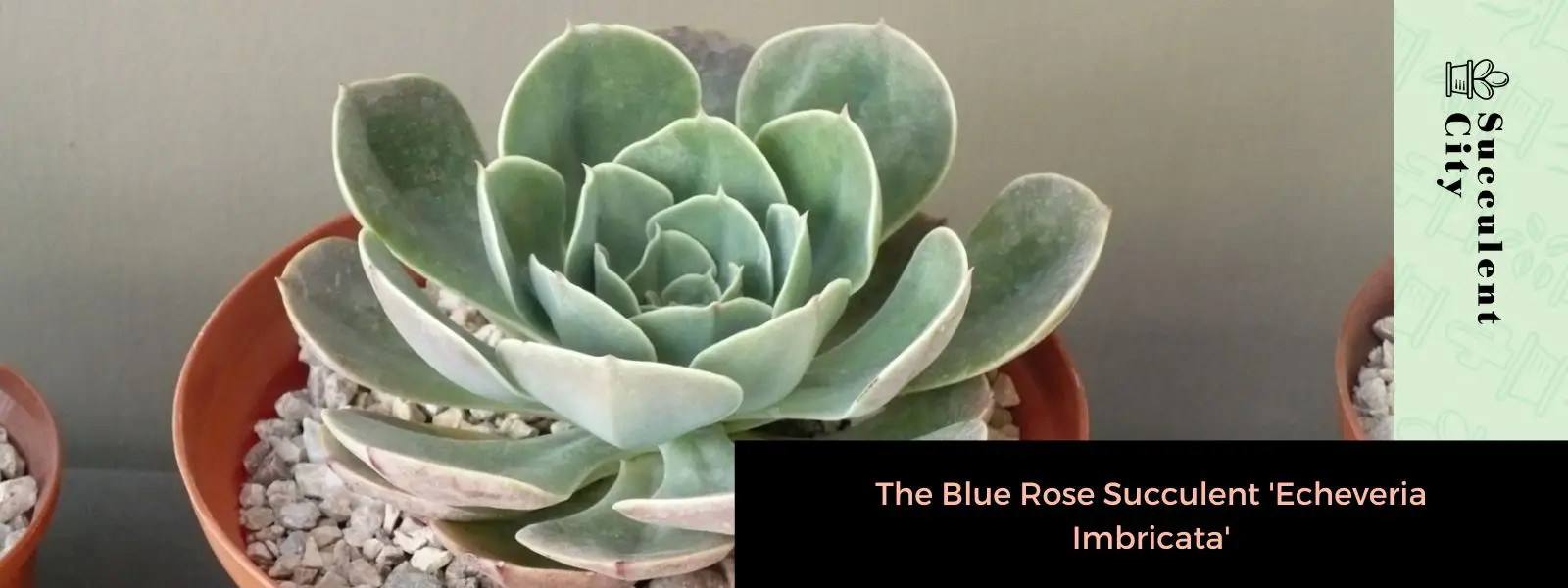 La suculenta rosa azul “Echeveria Imbricata” La suculenta rosa azul “Echeveria Imbricata”