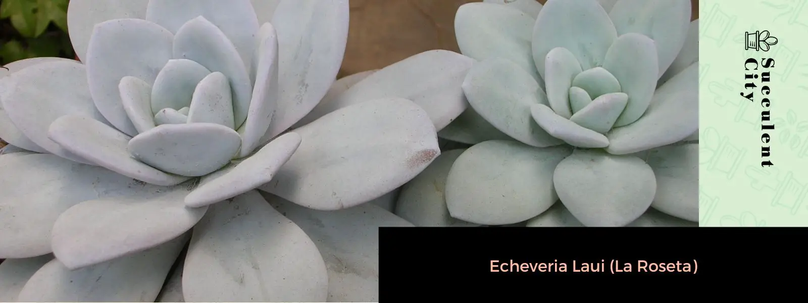 Echevería Laui (La Roseta) Echevería Laui (La Roseta)