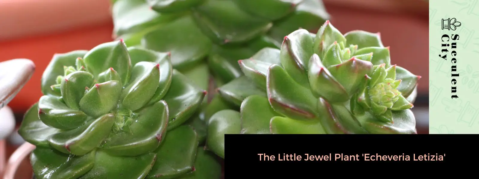 La pequeña planta joya 'Echeveria Letizia' La pequeña planta joya 'Echeveria Letizia'