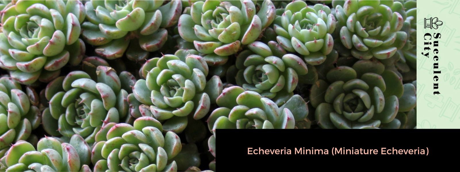 Echeveria Minima (Echeveria en miniatura)