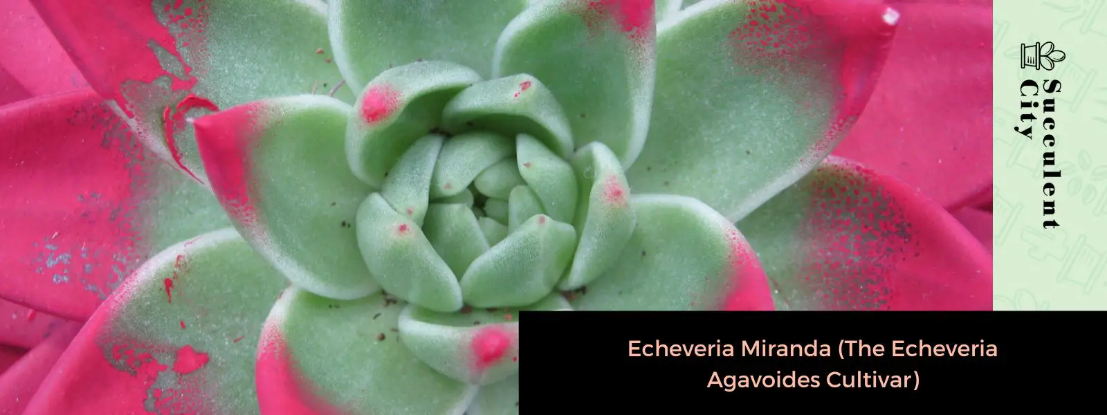 Echeveria Miranda Echeveria Miranda