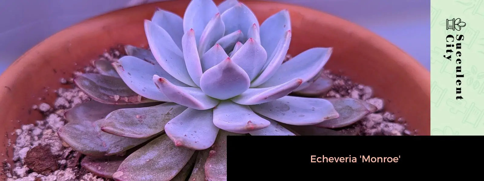 Echeveria Monroe