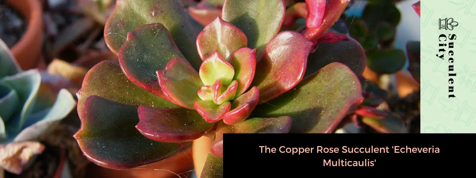 La suculenta rosa cobrizo “Echeveria Multicaulis” La suculenta rosa cobrizo “Echeveria Multicaulis”