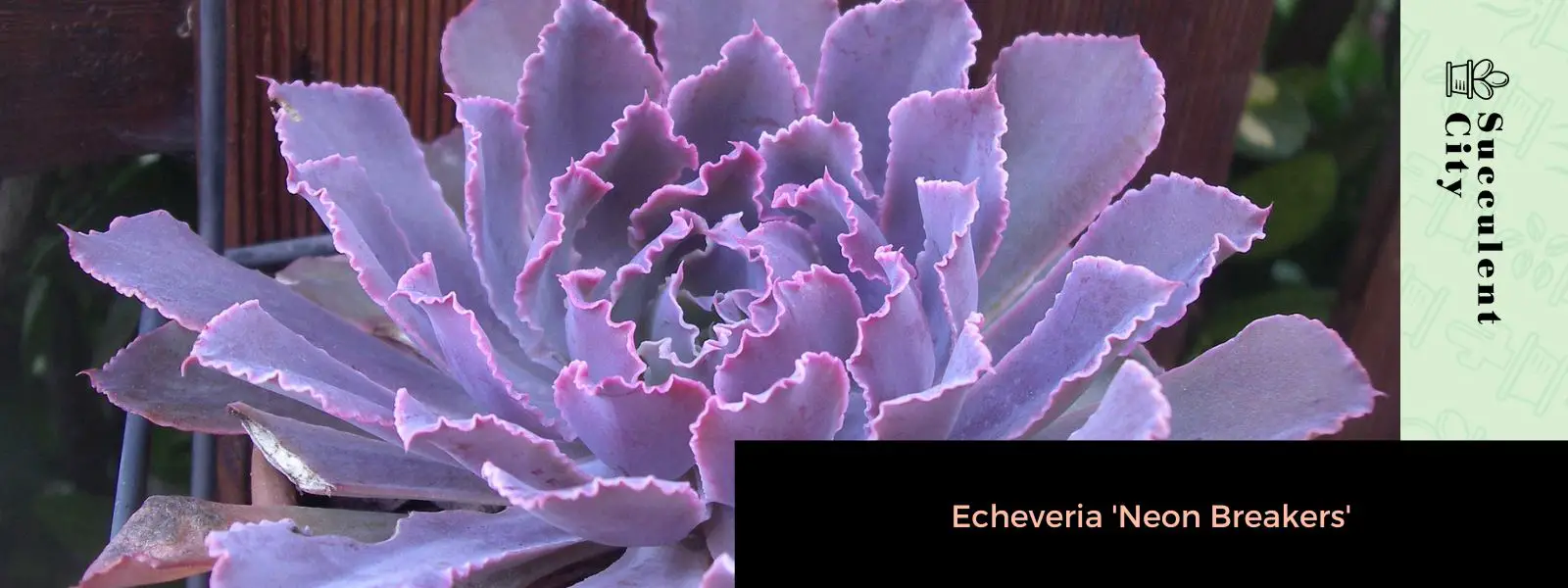 Echeveria 'Rompedores de neón' Echeveria 'Rompedores de neón'