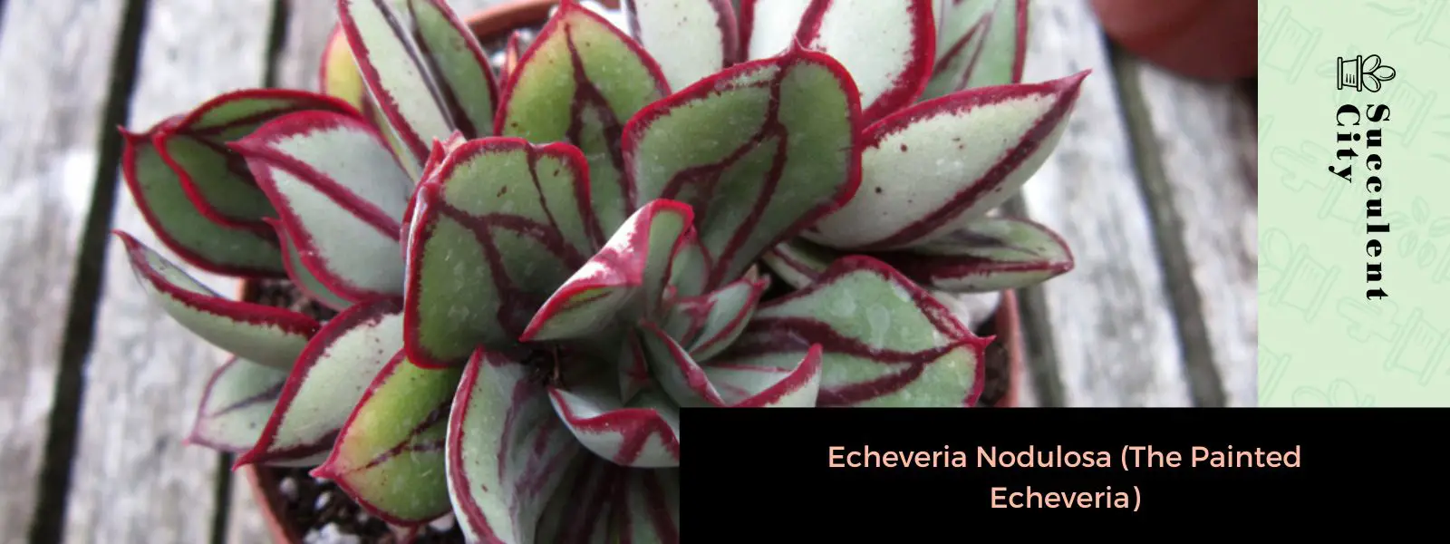 Echeveria Nodulosa (La Echeveria Pintada)