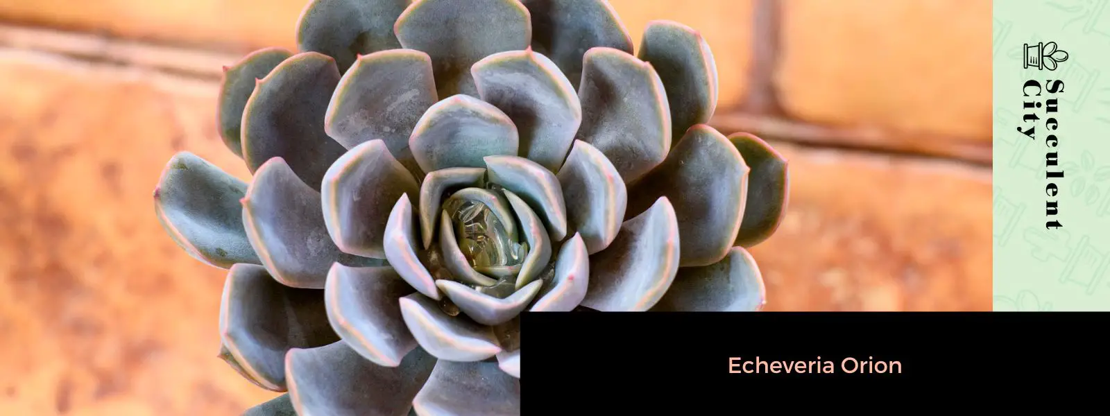 Echeveria Orión Echeveria Orión